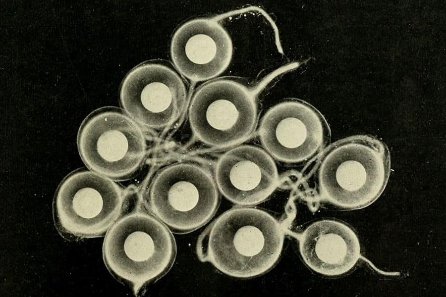 congelamento-embriões