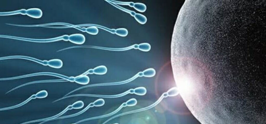 Espermatozoides-ovulo